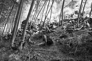 圖為放養(yǎng)在靜家山上的“高山營(yíng)養(yǎng)土雞”。
