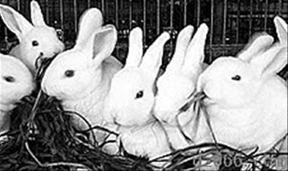 獺兔越冬 養(yǎng)護要仔細(組圖)