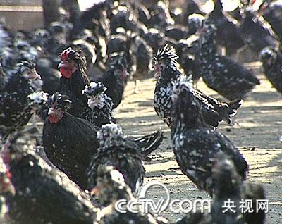 貴妃雞
